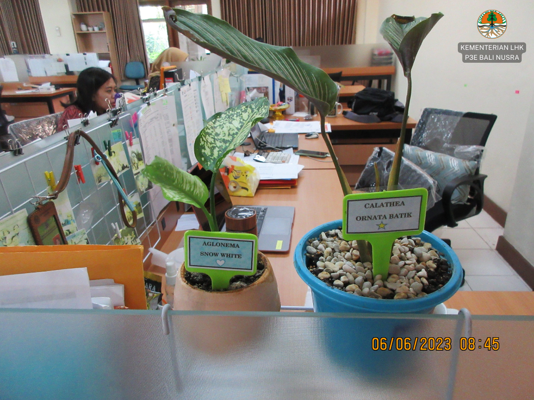 Mengenal Lebih Dekat Penerapan Eco Office di P3E Bali Nusra